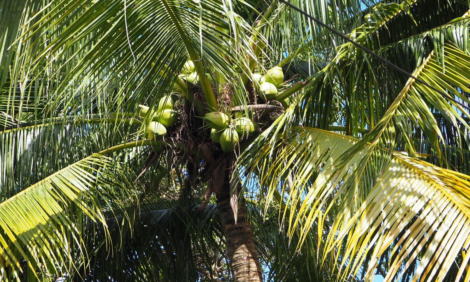 ココナッツファームを抜けて、ココナッツオイルの工房へ（約2時間）